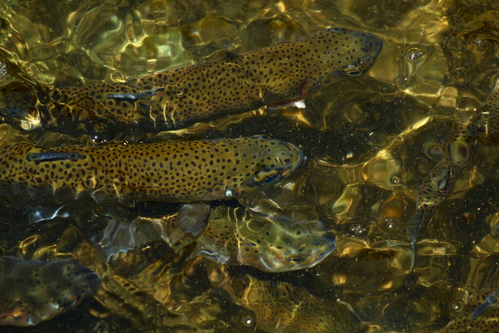 An image of speckled trout swimming in shallow water with rocks at the bottom. 